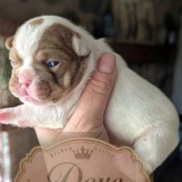 Dove - Tricolors female French Bulldog puppy in Fort Atkinson, Wisconsin from Bishop Bullyz