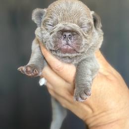 Lilac Brindle - Brindle male French Bulldog puppy in Harmony, North Carolina from Schuster Haus