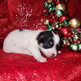 MERRY - Black and white female Chihuahua puppy in Attleboro, Massachusetts from Treasured Hearts Chihuahuas