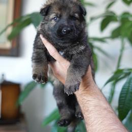 Ember - Sable female German Shepherd puppy in Coarsegold, California from Yosemite Shepherds