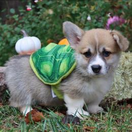Newman - Red male Pembroke Welsh Corgi puppy in Pollock, Missouri from Northstar