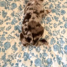Tigger - Red merle male Australian Shepherd puppy in Caro, Michigan from White Tail Australian Shepherds