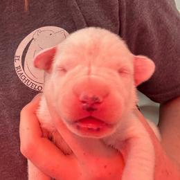 Dulcinea - White female Dogo Argentino puppy in Winter Haven, Florida from El Riachuelo Dogo Argentino