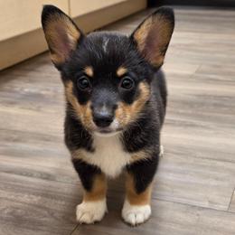 Girl 1 - Black and tan female Pembroke Welsh Corgi puppy in Middleburg, Florida from Mulkeys Little Corgis