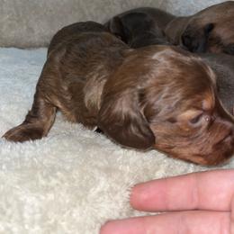 Dachshund Puppies from Do It With Love Dachshunds