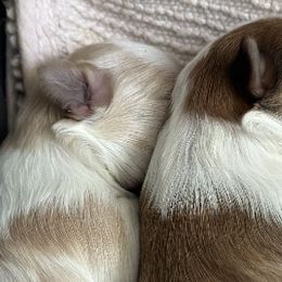 Maltese, Morkies, and Yorkshire Terriers from Royal Breeze Puppies