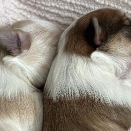 Maltese, Morkies, and Yorkshire Terriers from Royal Breeze Puppies