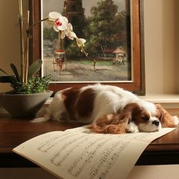 Cavalier King Charles Spaniels from Meadowlake Cavaliers