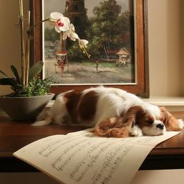 Cavalier King Charles Spaniels from Meadowlake Cavaliers