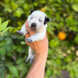 June (ASDR) - Blue speckled female Australian Cattle Dog puppy in Marana, Arizona from Impact 3rd Australian Cattle Dogs