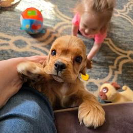 Small Fry - Red female Cocker Spaniel puppy in Mountain Top, Pennsylvania from ChristMos Cockers