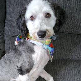 Shags - Sheepadoodle