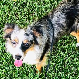 Aussiedoodles and Toy Australian Shepherds from Fur The Love Of Doodle
