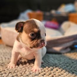Charlie(coco) - Tricolors male French Bulldog puppy in Enfield, Connecticut from AVM Frenchies