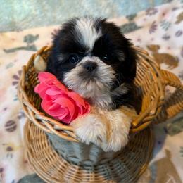 HANNA - Black and white female Shih Tzu puppy in Kamilche, Washington from Serendipity Shih tzu