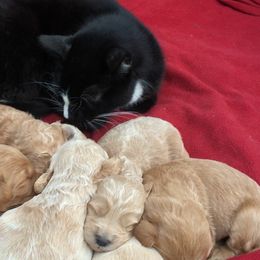 Australian Labradoodles and Goldendoodles from Sierra Vista Labradoodles & Goldendoodles