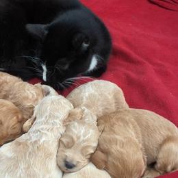Australian Labradoodles and Goldendoodles from Sierra Vista Labradoodles & Goldendoodles