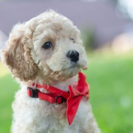 Aussiedoodle Puppies from Dreamydoodle NW