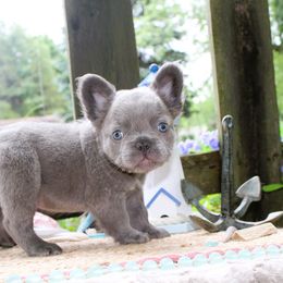 French Bulldog Puppies from Fren She Kisses