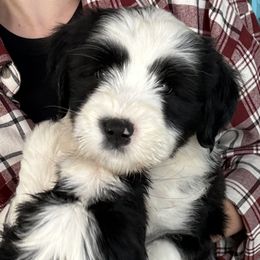 Bouvier des Flandres and Tibetan Terriers from Perrin Bouviers