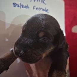 Black and Pink Collar - Black and rust female Doberman Pinscher puppy in Ault, Colorado from Stand Alone European Dobermans