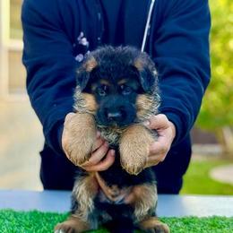 German Shepherd Puppies from Von Legends Burg