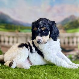 Princess Buttercup - Phantom female Poodle puppy in Middlebourne, West Virginia from El Silencio Standard Poodles