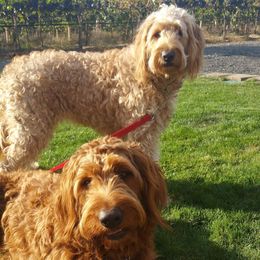 Goldendoodles from Fairwood Goldendoodles