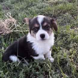 Pembroke Welsh Corgi Puppies from JD's Corgi Kennel