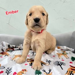 Ember - Golden female Golden Retriever puppy in Marietta, Oklahoma from Dogs of Diamond B
