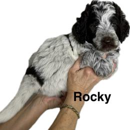 Boy 2 Rocky - Parti male Goldendoodle puppy in Newark, Ohio from Valleydayle Doodles and Wheatens