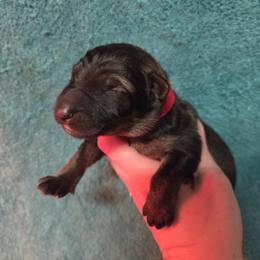 Boy 6 - male German Shepherd puppy in Dallas, Pennsylvania from Mountainside German Shepherds