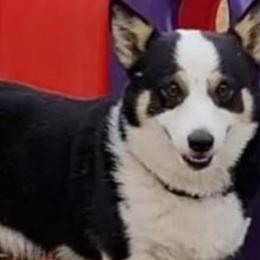 Pembroke Welsh Corgis from Weaver Corgis