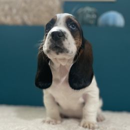 River - Black brown and white male Basset Hound puppy in Remington, Virginia from Lotus Rose Basset hounds