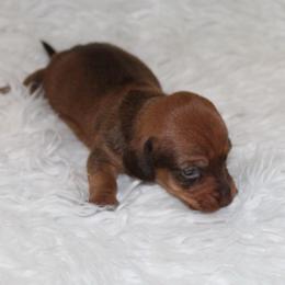 Red Sable - Red female Dachshund puppy in Lily, Kentucky from Little Acres Miniature Dachshunds