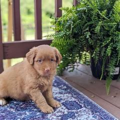 Boy 4 - Red male Nova Scotia Duck Tolling Retriever puppy in Tom's Brook, Virginia from rising sun duck tollers