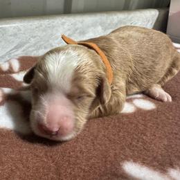 Orange - Yellow and white male Bernedoodle puppy in Petersburg, Michigan from Brittany’s Mini Bernedoodles