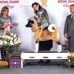 Gemma - Akita