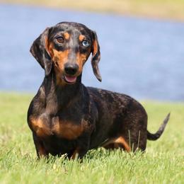 Harley - Dachshund