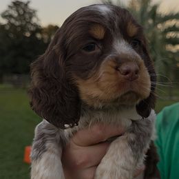 Ester - Tri-Roan female English Springer Spaniel puppy in Florida from Thunderbird Springers