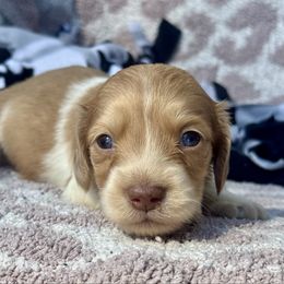 Olive - Dapple female Dachshund puppy in Duncanville, Alabama from Bear Creek Dachshunds