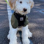 Aussiedoodle and Bordoodle All Grown Up from Calena’s Doodle Pups