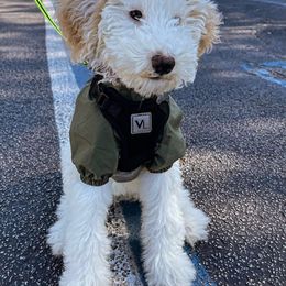 Aussiedoodle and Bordoodle All Grown Up from Calena’s Doodle Pups