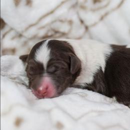 Lily - Brown and white female Bernedoodle puppy in Delta, Pennsylvania from KEE Bernedoodles