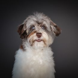 Clancy - Merle male Schnoodle puppy in Caldwell, Idaho from Boise Doodle Co.