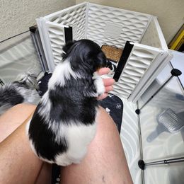 Biewer Terrier Puppies from Bibeau's Biewer Terriers