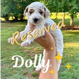 Dolly - Parti female Goldendoodle puppy in Gastonia, North Carolina from Crowders Creek Doodles
