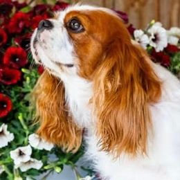 Bella - Cavalier King Charles Spaniel