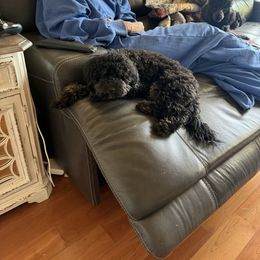 Ellie - Phantom female Poodle puppy in Pueblo West, Colorado from Little Paws Poodles