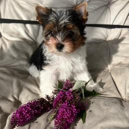 Carlie - Black tan and white female Biewer Terrier puppy in Chester, South Carolina from Classic Biewers